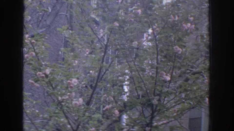 A steady Miami 1971 home-movie view of flowering branches outside a window, backed by residential facade details.