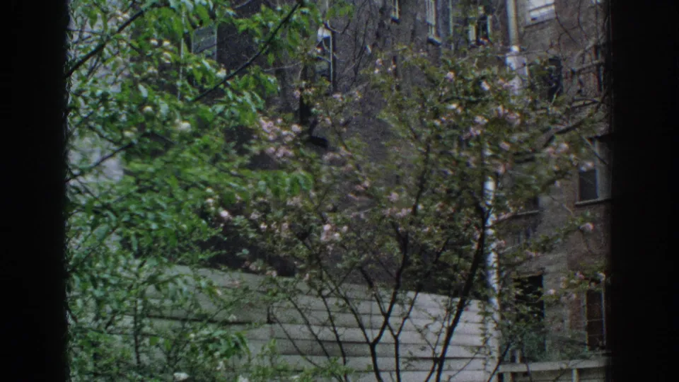 A 1971 Miami home-movie frame shows trees and blossoms through a window, with lawn, walkway, and a residential wall beyond.