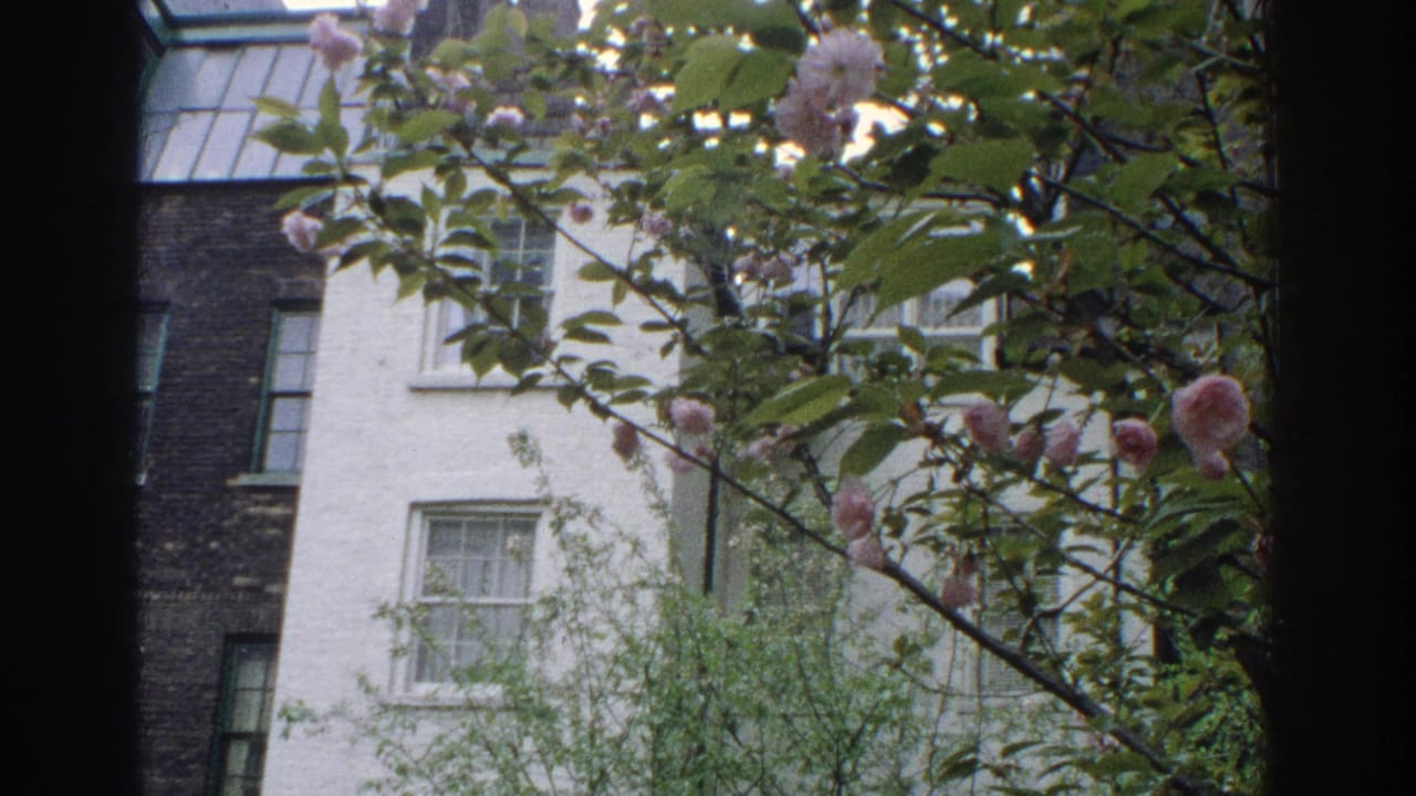 1971 Miami residential view with pink blossoms and green leaves partly obscuring white and dark brick apartment facades.
