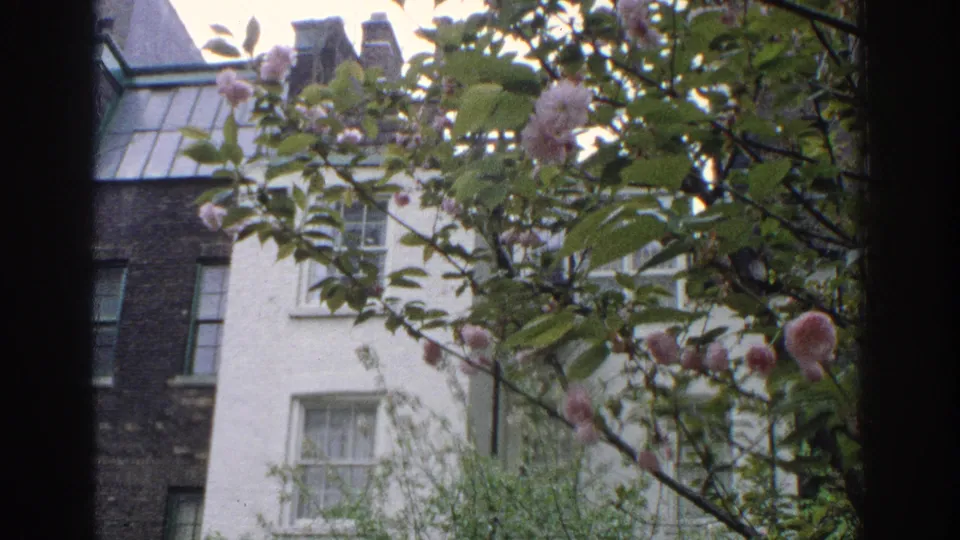1971 Miami home-movie frame of a flowering tree seen close to the lens, with residential windows and masonry behind it.