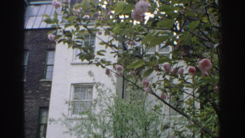1971 Miami window-view frame with flowering branches crossing older residential buildings in steady 8mm footage.