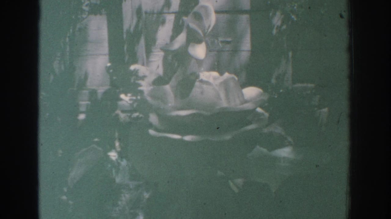 Pale flower among dark green leaves in soft, green-tinted 8mm footage.