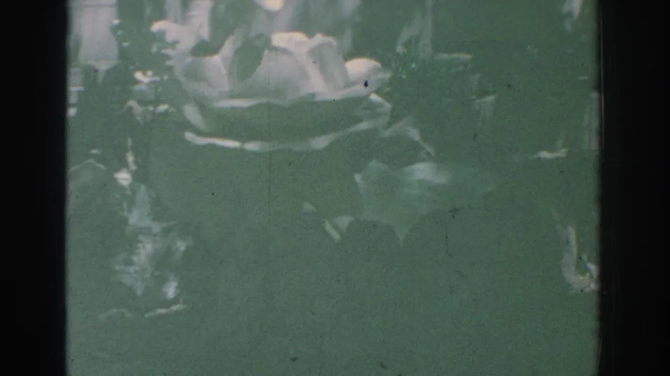 1971 Miami 8mm still showing pale petals in greenery, with muted contrast, green tint, dust, scratches, and contact-sheet overlap.