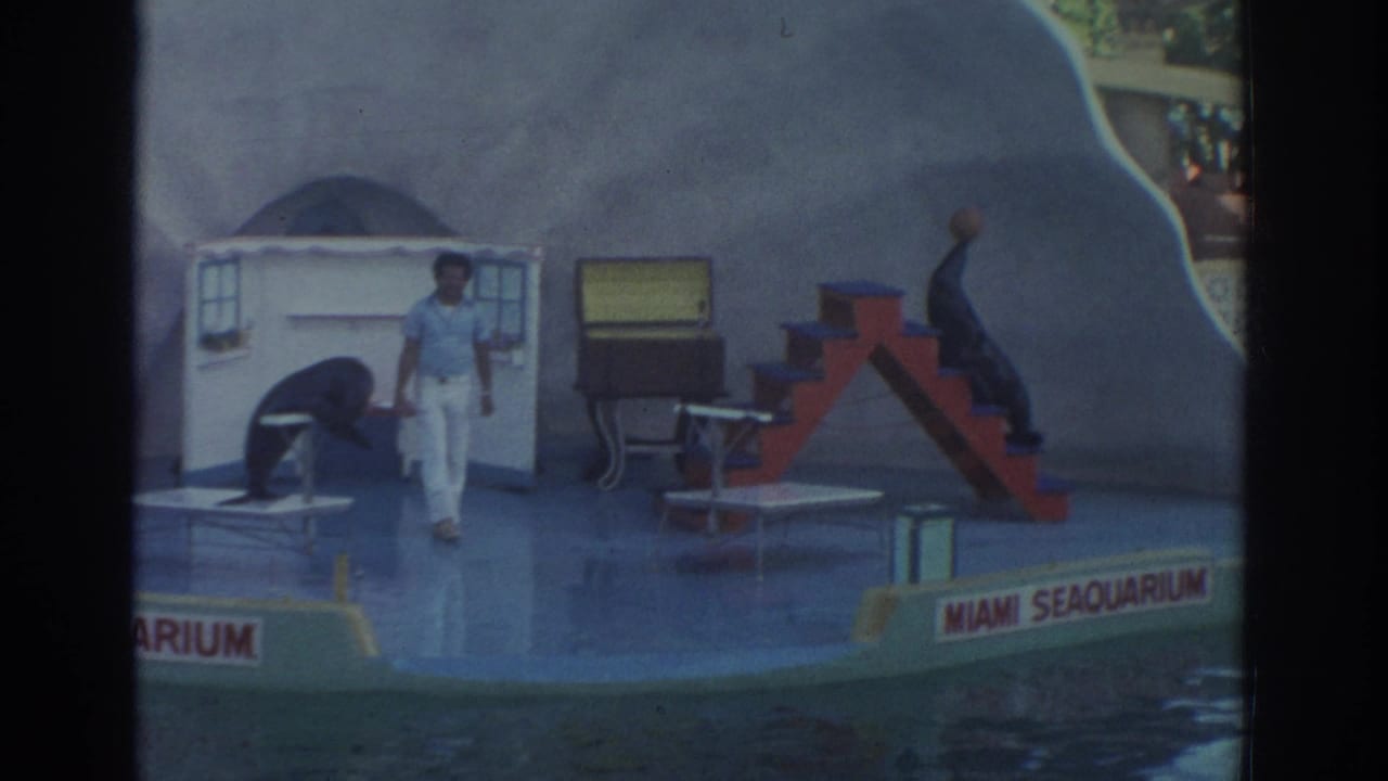 Trainer stands on a marine-show stage with two sea lions, a red staircase prop, and Miami Seaquarium signage.