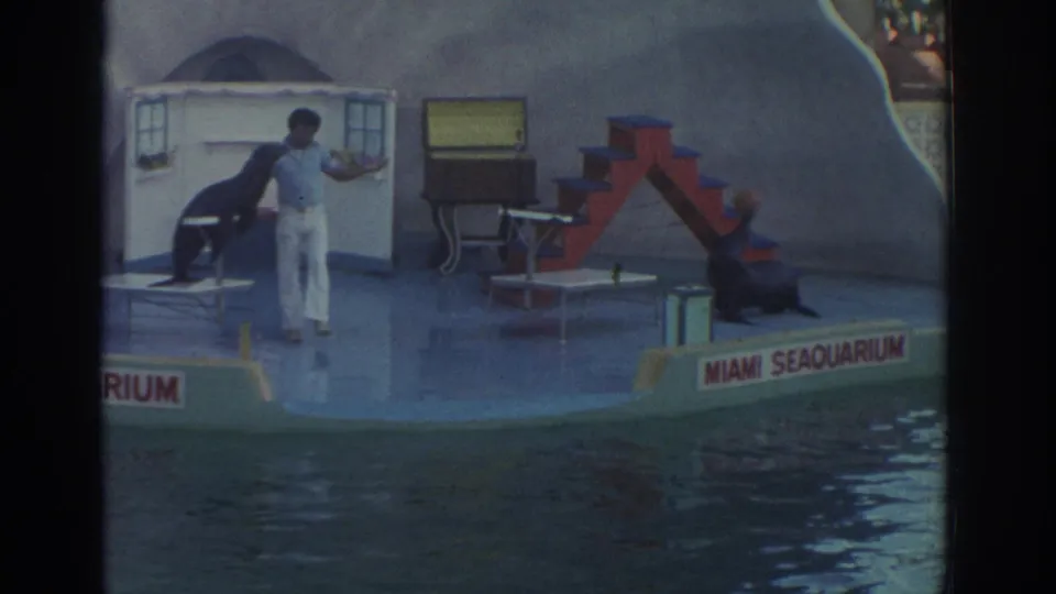 1971 Miami Seaquarium home-movie frame showing the trainer gesturing between two sea lions during the performance.