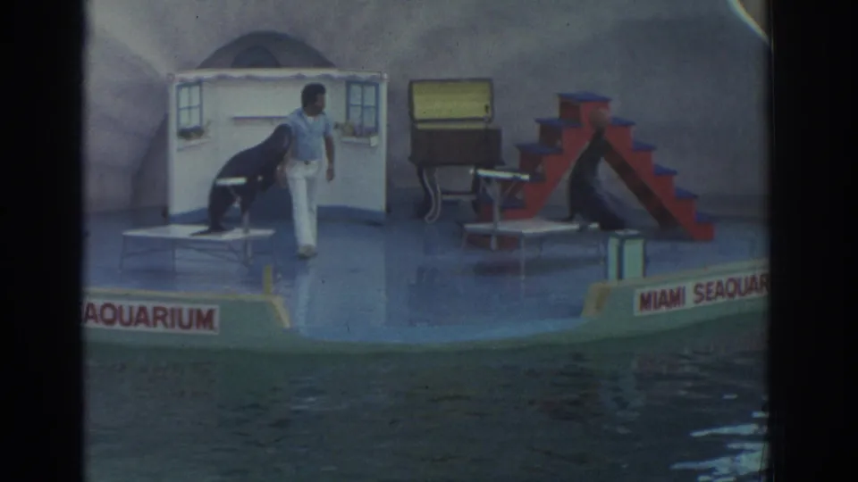 1971 Miami Seaquarium frame showing a trainer and sea lion on the performance platform, with another sea lion partly visible at left.