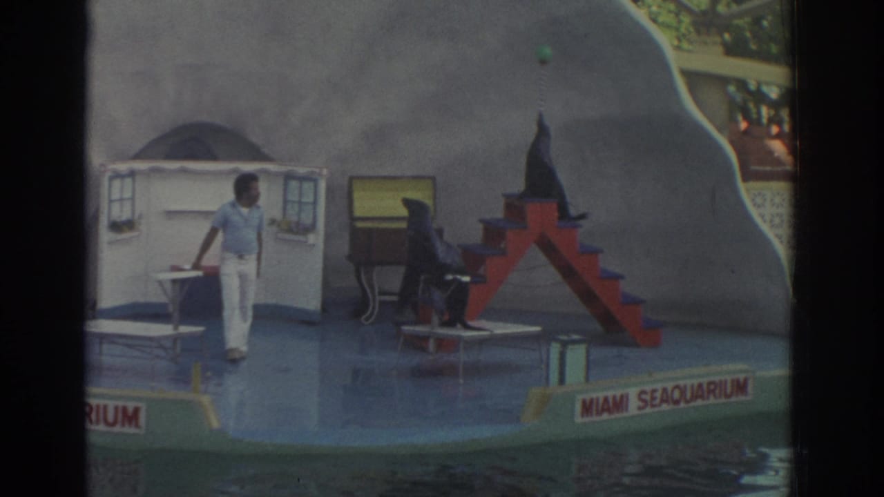 Trainer stands on a wet stage as sea lions perform near red stairs and a Miami Seaquarium sign.