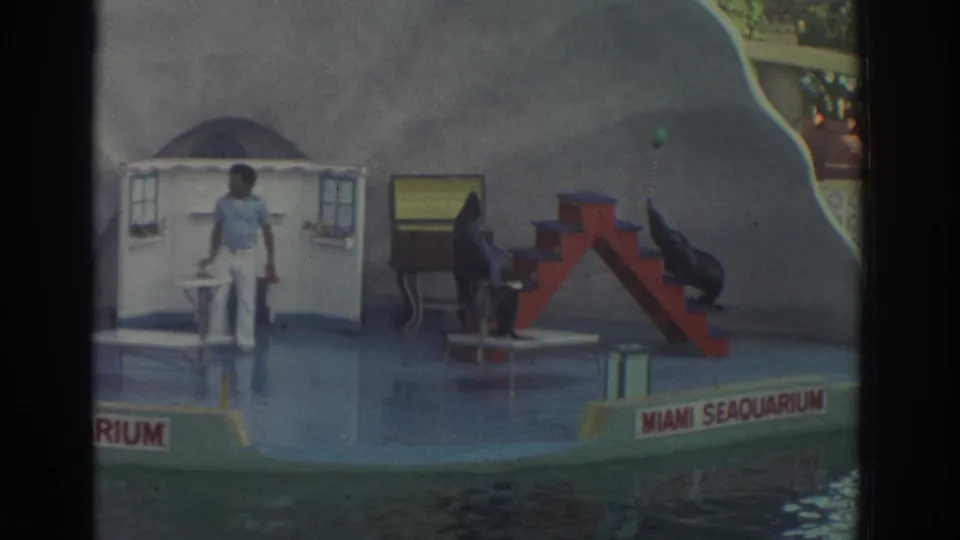 1971 Miami Seaquarium home-movie frame with the trainer at left and two sea lions positioned around the red performance stairs.