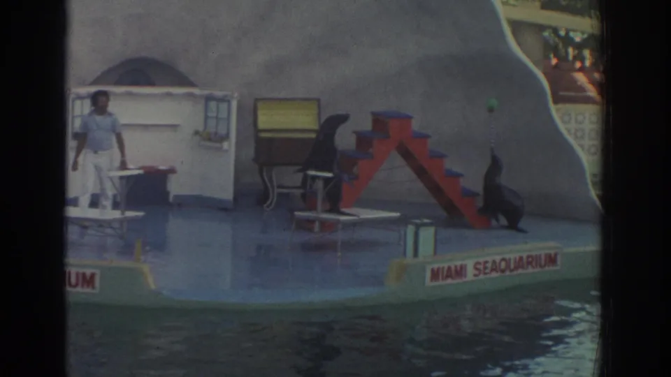 1971 Miami Seaquarium frame with sea lions at opposite sides of the wet stage, red stairs, props, and partial trainer at left.