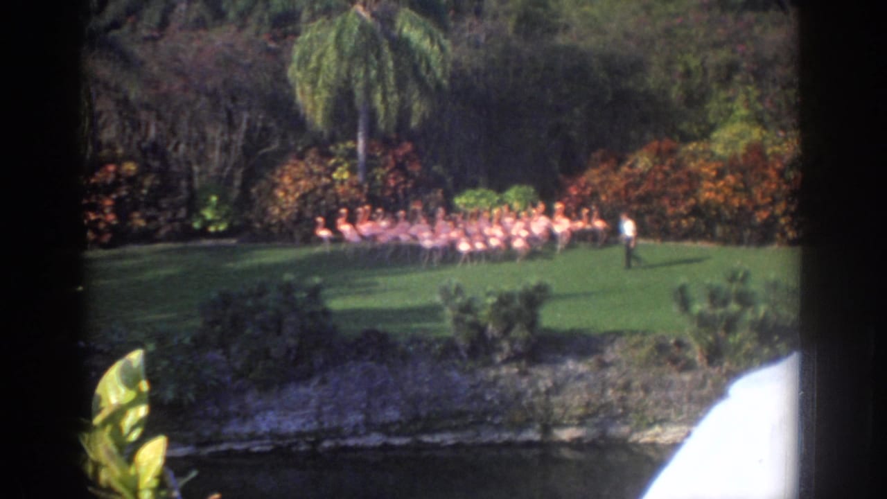 A man stands near a large flock of flamingos on a green lawn beside water and tropical shrubs.