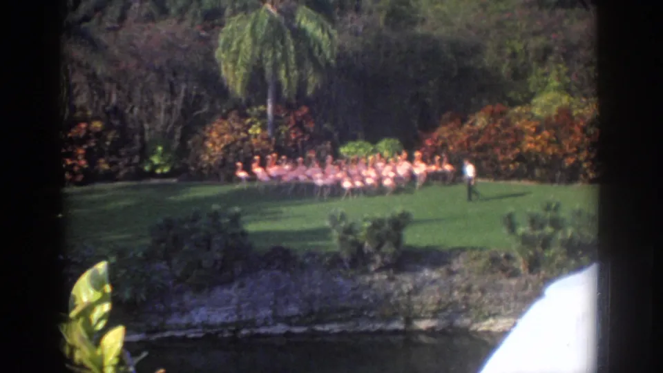 1971 Miami 8mm frame showing a distant handler near pink flamingos on a lawn bordered by palms, shrubs, and water.