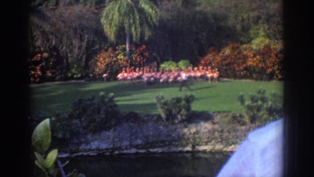 1971 Miami home-movie frame with a handler walking near a long flock of pink flamingos across a bright green lawn.