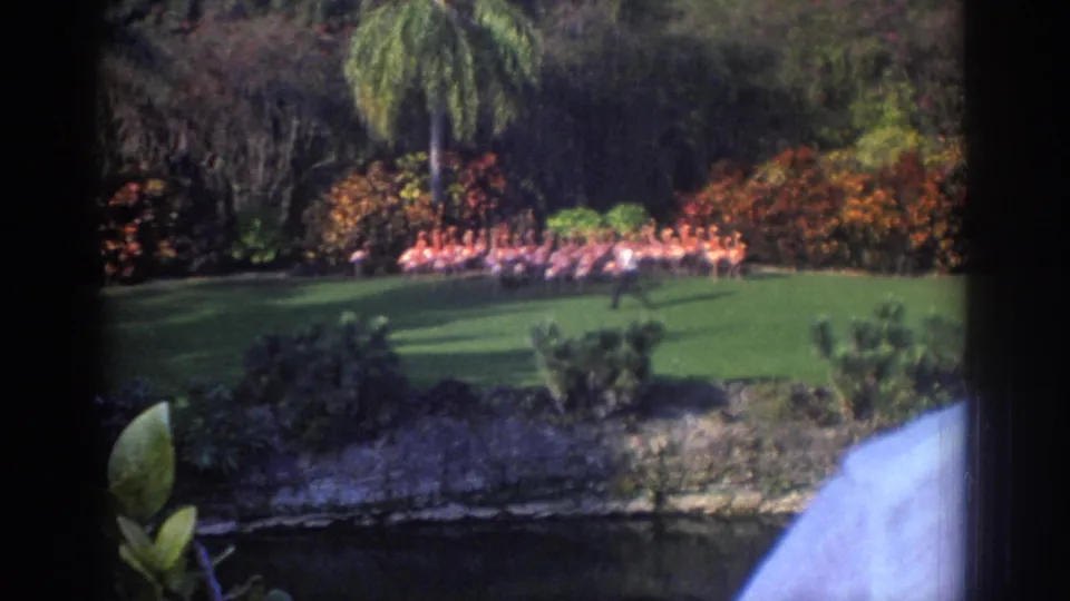 1971 Miami home-movie frame with a handler walking near a long flock of pink flamingos across a bright green lawn.