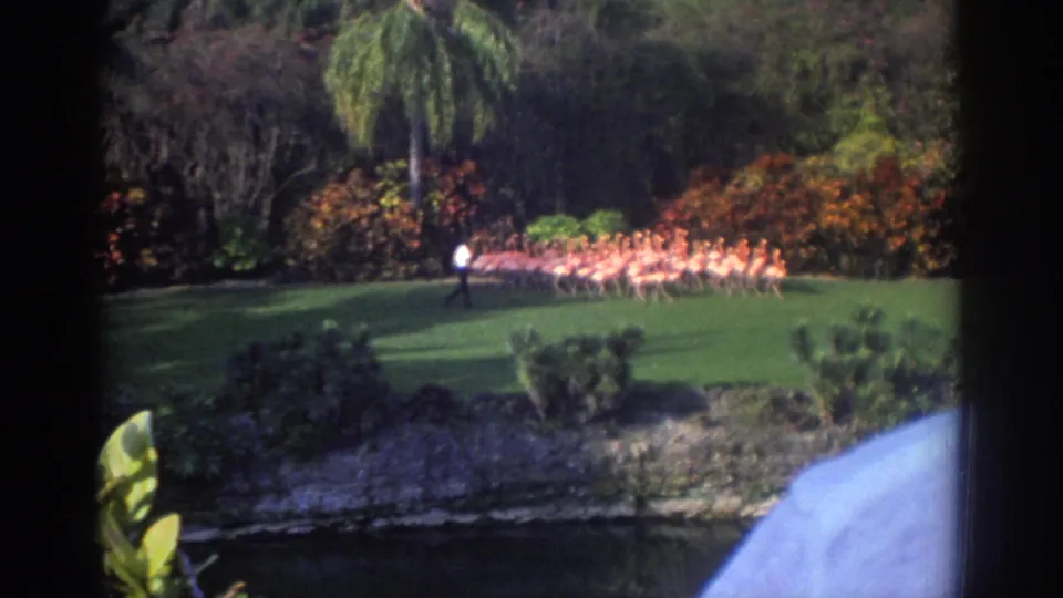 Distant 1971 Miami 8mm view of a man herding clustered pink flamingos across lawn with palms and shrubs behind them.