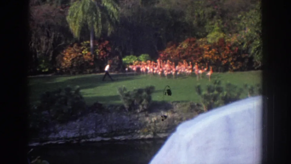 1971 Miami frame showing a handler at left and a gathered flamingo flock at right in a tropical landscaped area near water.