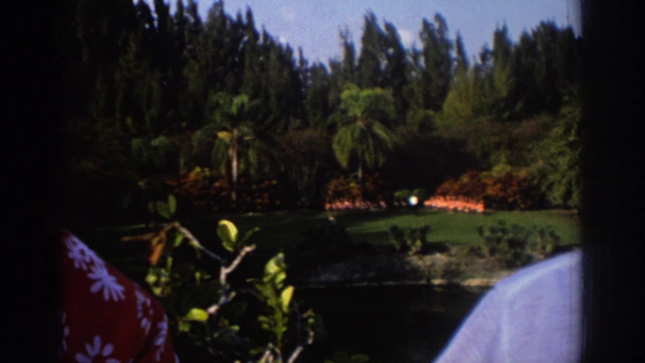 Flamingos on a lawn beside a pond, viewed past window edges and partial onlookers.