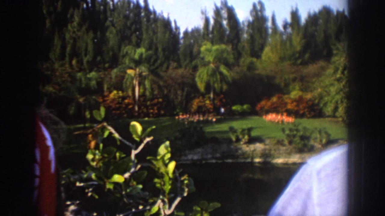 Tropical garden lawn with flamingos and a partial white-shirted onlooker at right.