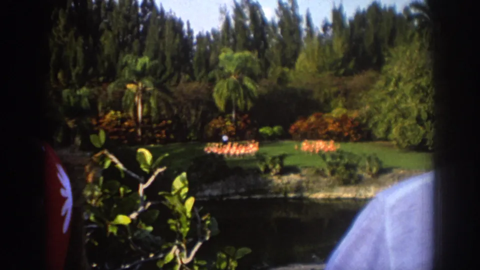1971 Miami home-movie frame showing a tight pack of flamingos moving across a manicured tropical garden lawn near water.