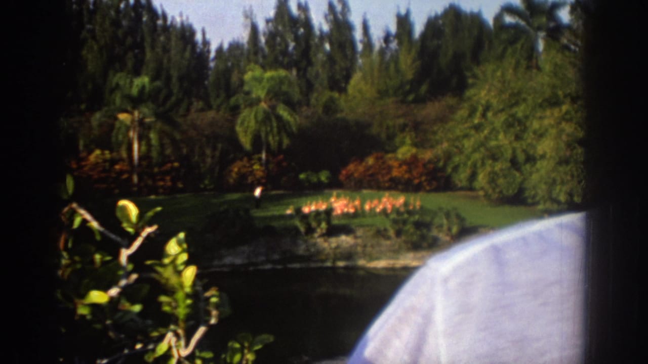 Tropical pond garden with flamingos in the distance and a visitor's pale shirt partly blocking the foreground.