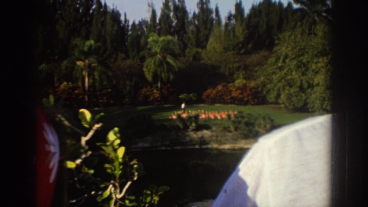 1971 Miami home-movie frame with flamingos near a pond, palm trees and flowering beds behind them, and a partial visitor at right.