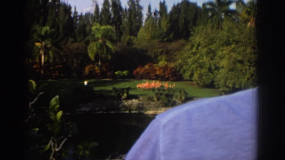 1971 Miami home-movie frame of flamingos across a dark pond, backed by palms and shrubs, with a pale-shirted visitor close to the lens.