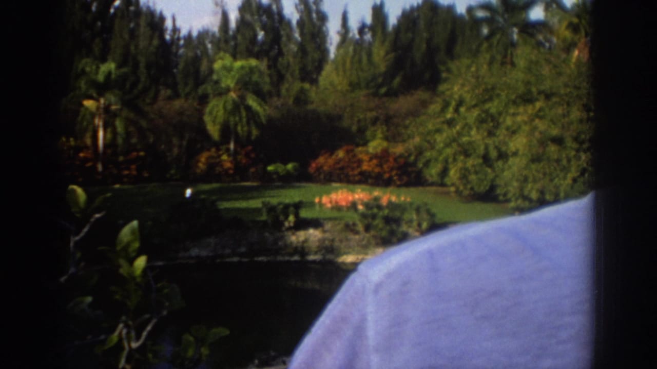 Tropical pond and garden seen past a light blue shoulder, with flamingos visible in the distance.