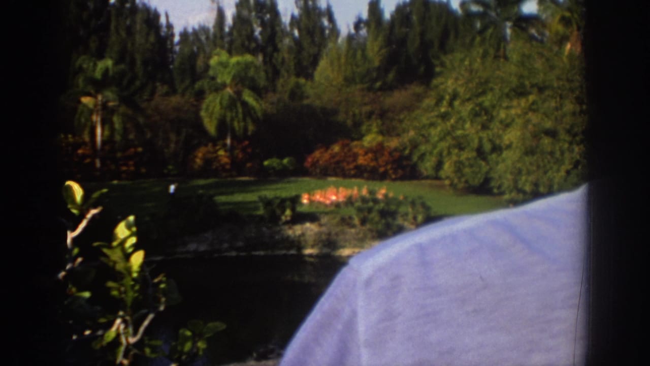 1971 Miami home-movie frame with a palm-lined pond, pink flamingos across the water, dense greenery, and a partial visitor shoulder at right.