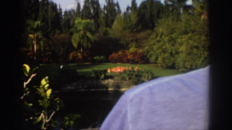1971 Miami home-movie frame with a palm-lined pond, pink flamingos across the water, dense greenery, and a partial visitor shoulder at right.