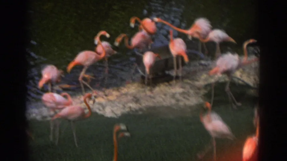 1971 Miami home-movie frame showing a closer view of pink flamingos standing and wading in dark pond water beside a narrow bank.