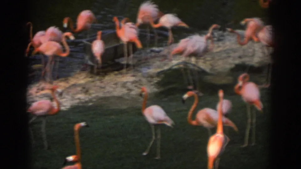 1971 Miami 8mm frame showing pink flamingos clustered by shallow water, grass, and a pale rocky edge.