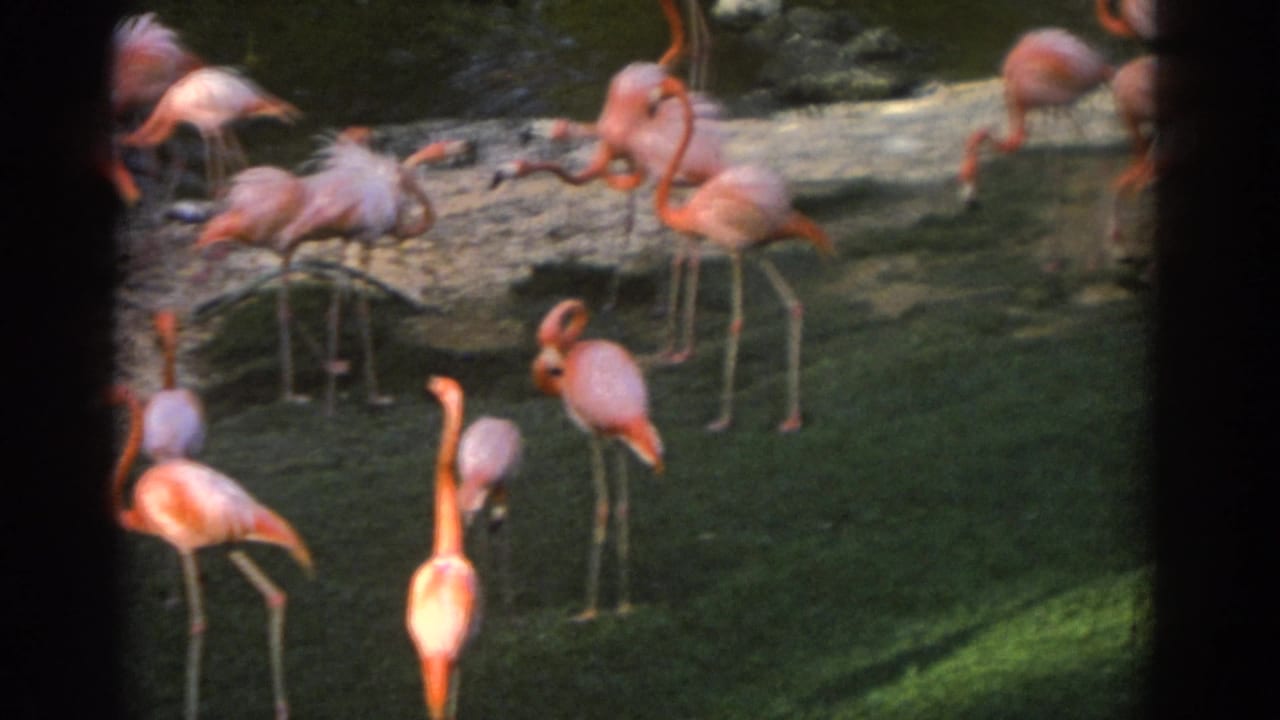 1971 Miami home-movie frame with flamingos standing in water before grass, rocks, and shaded enclosure areas.