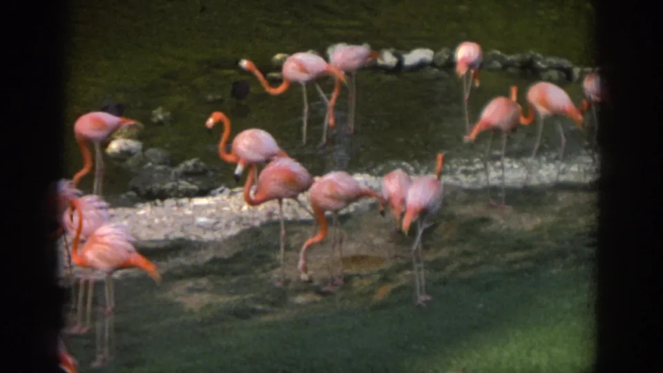 1971 Miami 8mm frame showing flamingos feeding or standing near a narrow rocky strip and green water.
