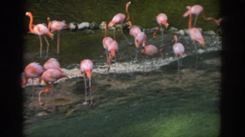 1971 Miami home-movie frame with flamingos dispersed across a shallow enclosure bordered by grass and pale rocks.