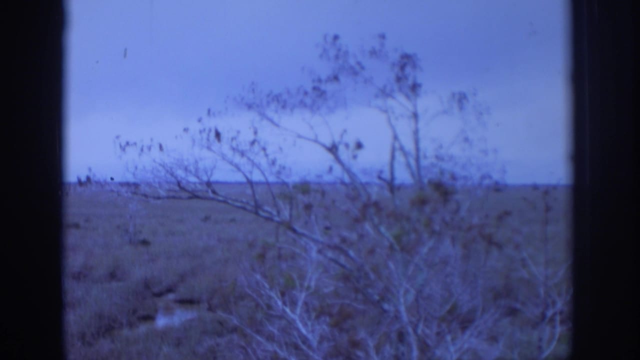 A soft 8mm view of bare shrubs and open landscape, divided by a dark vertical edge in the foreground.