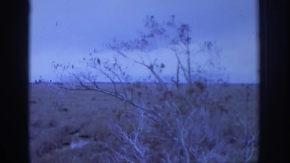 A soft 8mm view of bare shrubs and open landscape, divided by a dark vertical edge in the foreground.