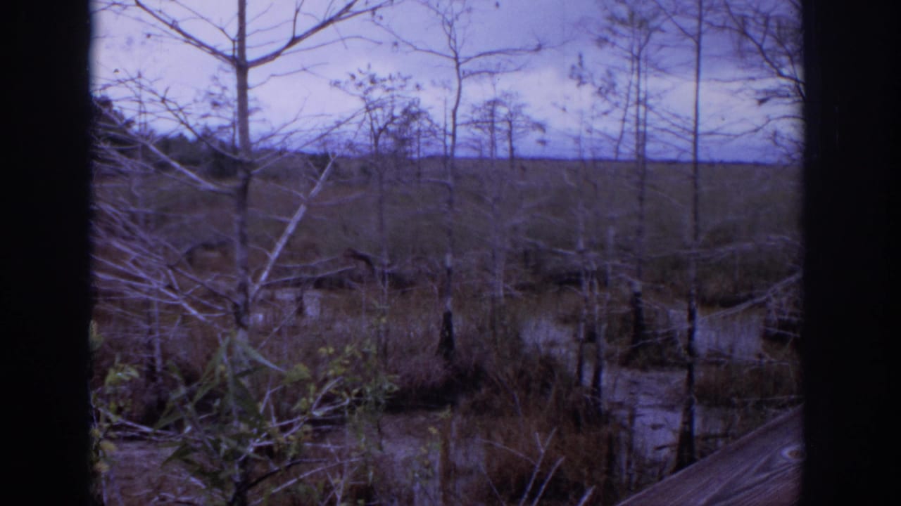 1972 home-movie view of a marshy wooded area near Philadelphia, with bare trees, still water, brush, and a distant treeline.