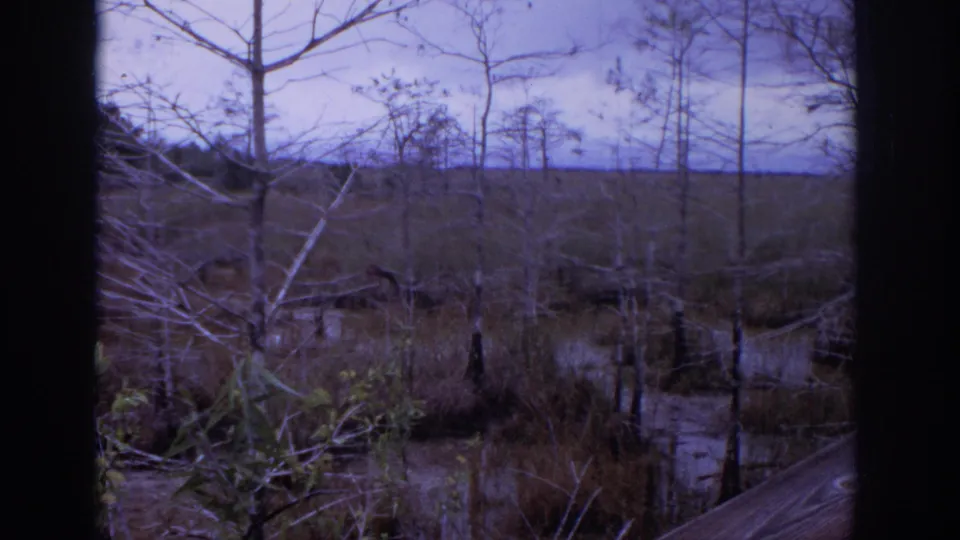 1972 home-movie view of a marshy wooded area near Philadelphia, with bare trees, still water, brush, and a distant treeline.