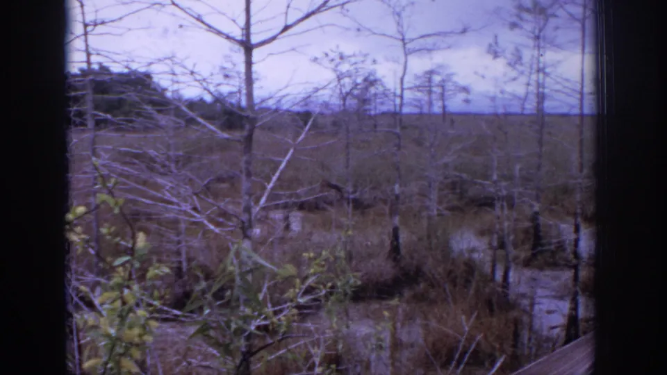 Purple-tinted 8mm frame of a Philadelphia-area wetland landscape, showing bare trees, low brush, still water, and a distant wooded ridge.