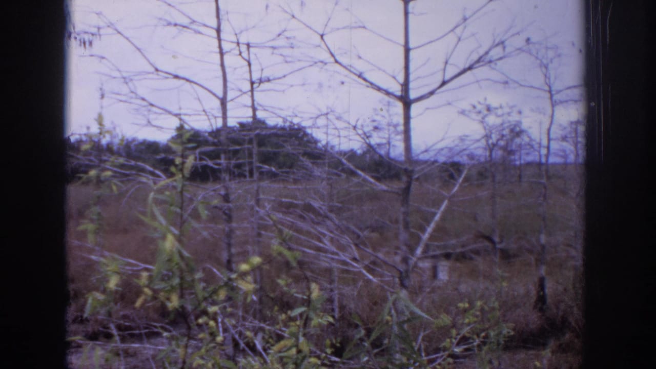1972 Philadelphia-area 8mm frame showing bare trees, dry grass, brush, and an overcast sky seen through dark vertical framing.