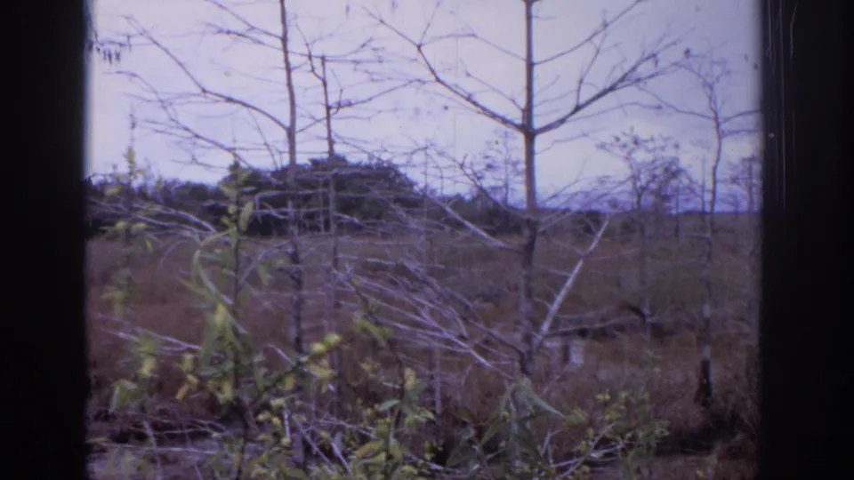 1972 Philadelphia-area 8mm frame showing bare trees, dry grass, brush, and an overcast sky seen through dark vertical framing.