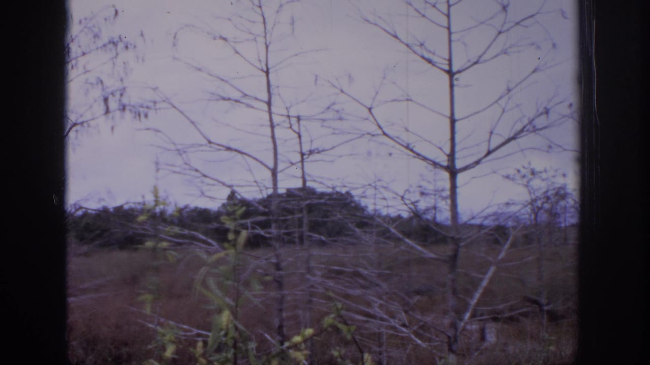 Bare trees and dry brush in an overcast outdoor landscape.