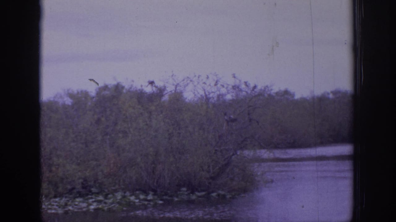 Purple-tinted 8mm view of a quiet wetland shoreline with still water, brush, lily pads, and perched birds.