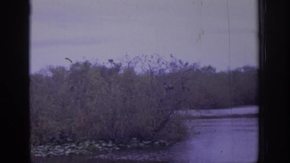 Purple-tinted 8mm view of a quiet wetland shoreline with still water, brush, lily pads, and perched birds.