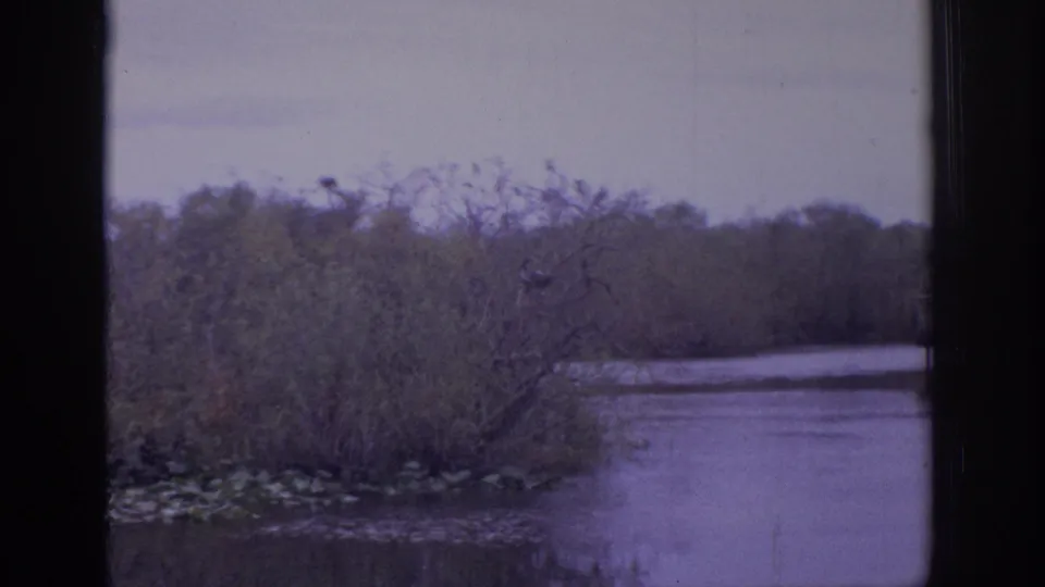 1970s 8mm frame of a wetland water channel lined with brush, lily pads, and distant trees under muted light.