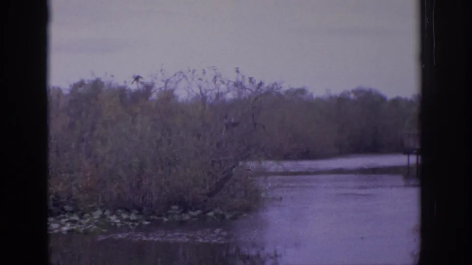 Vintage 8mm view of wetland brush and calm water, with lily pads below and small birds visible in the branches.