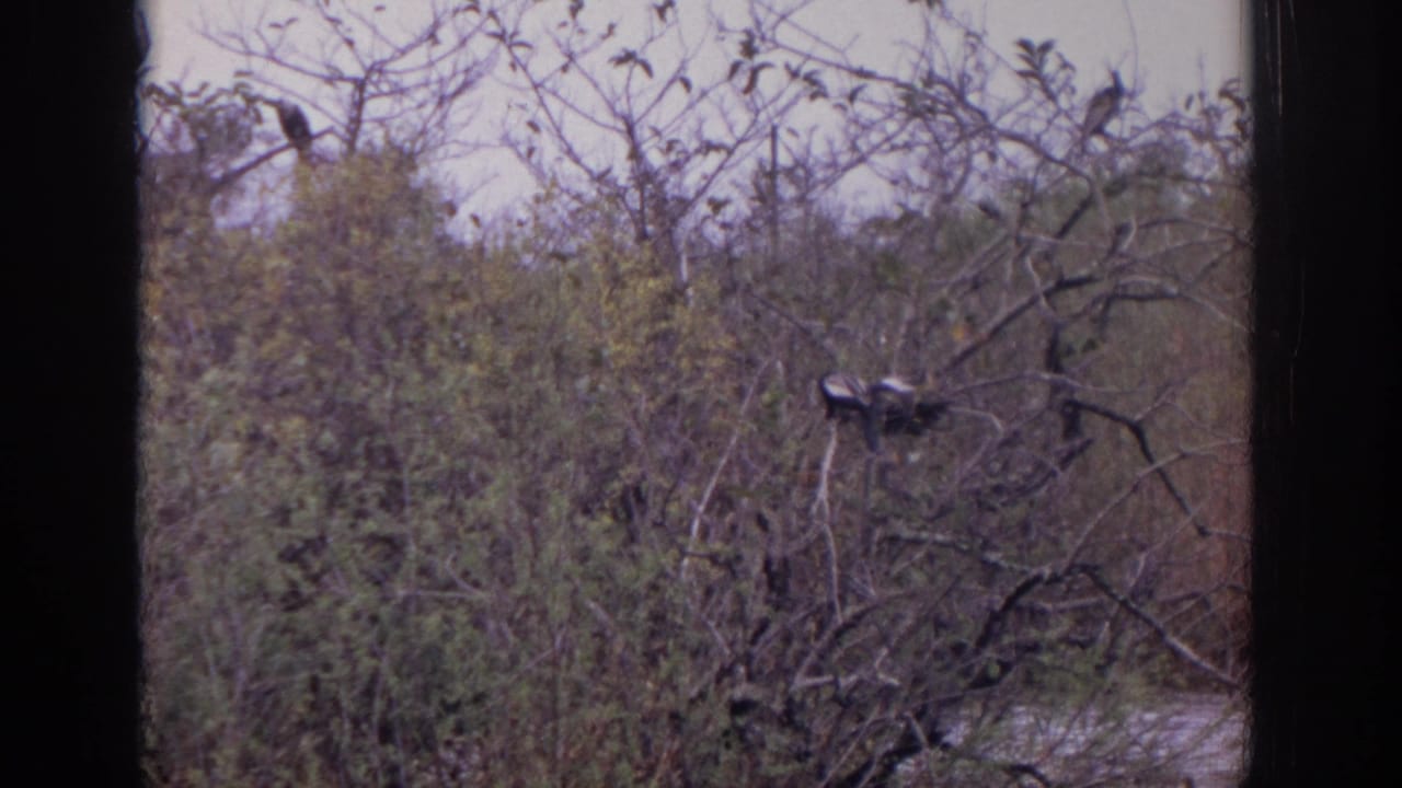 Birds perched on bare branches above wetland brush and water.