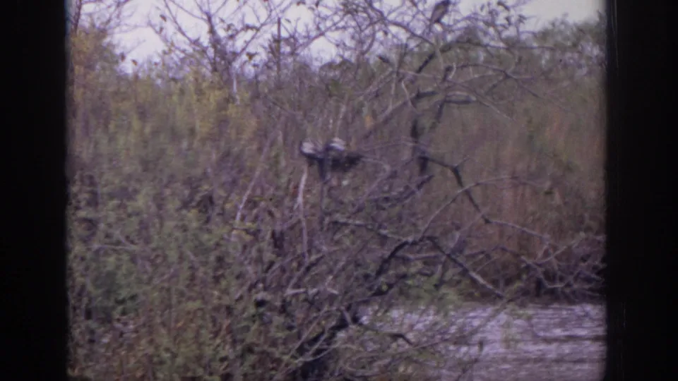 1972 Philadelphia-area 8mm frame showing perched birds in a tangled branch near brush and lake water.