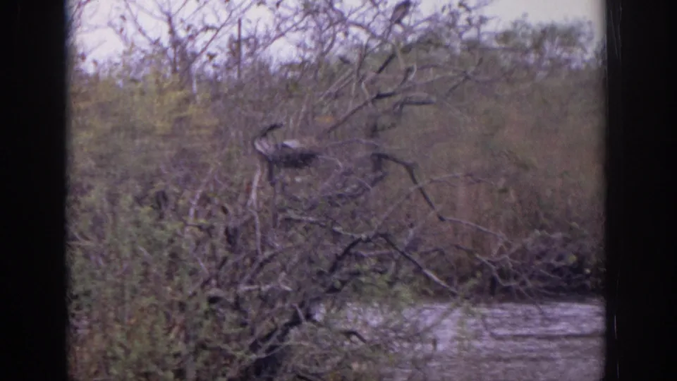1972 Philadelphia-area 8mm frame with a bird perched on bare branches beside quiet lake water and shrubs.
