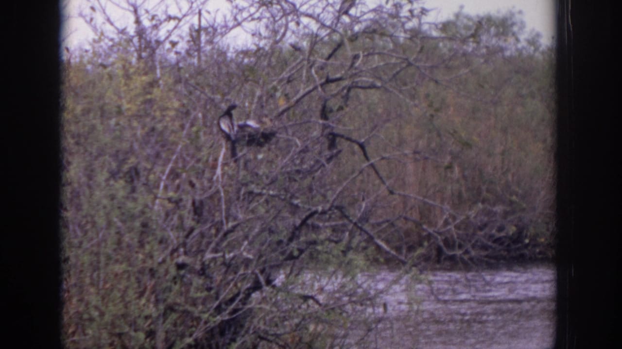 1972 8mm frame showing a bird perched in leafless branches near marsh water in the Philadelphia-area footage.