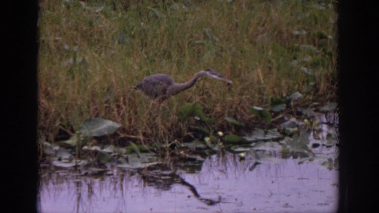 Heron wading through shallow marsh water beside reeds and lily pads.